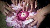 Mit der Zeit färbt sich die Blüte rosa