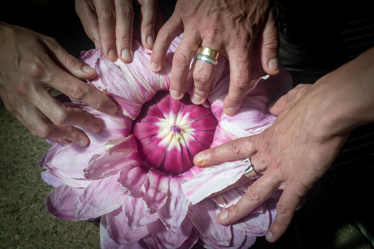 Mit der Zeit färbt sich die Blüte rosa