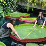 Der Gartenbauexperte der Kew Gardens und Hauptautor der Studie, Carlos Magdalena, vermisst mit der Künstlerin des botanischen Gartens, Lucy Smith, ein Blatt von Victoria boliviana