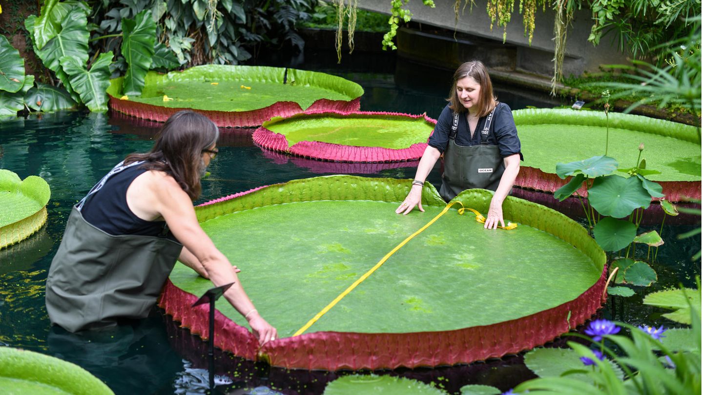Der Gartenbauexperte der Kew Gardens und Hauptautor der Studie, Carlos Magdalena, vermisst mit der Künstlerin des botanischen Gartens, Lucy Smith, ein Blatt von Victoria boliviana
