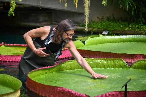 Von dem größten Erfolg seiner 20-jährigen Laufbahn bei den Royal Botanical Gardens spricht der Entdecker von Victoria boliviana, Carlos Magdalena