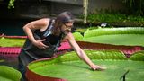 Von dem größten Erfolg seiner 20-jährigen Laufbahn bei den Royal Botanical Gardens spricht der Entdecker von Victoria boliviana, Carlos Magdalena
