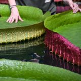 Nicht nur genetisch, auch äußerlich gibt es auffällige Unterschiede zwischen den Victoria-Arten. Links im Bild: Victoria cruziana, rechts: Victoria boliviana