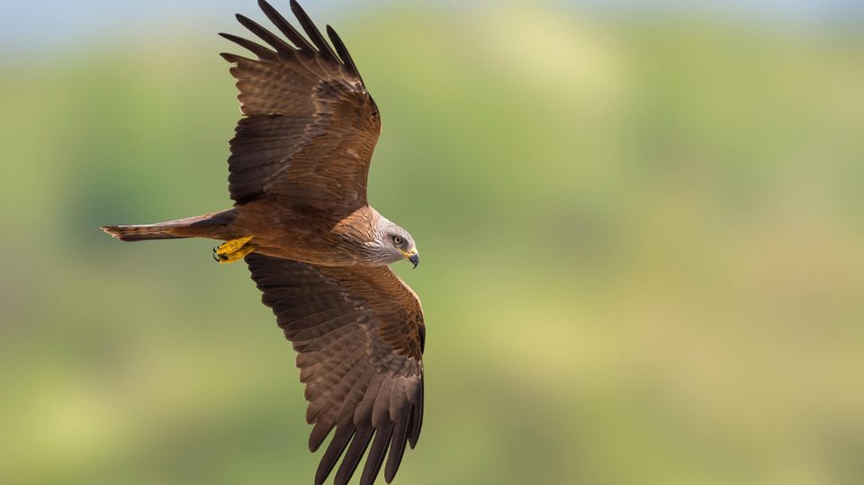 Schwarzmilan (Mlivus migrans)