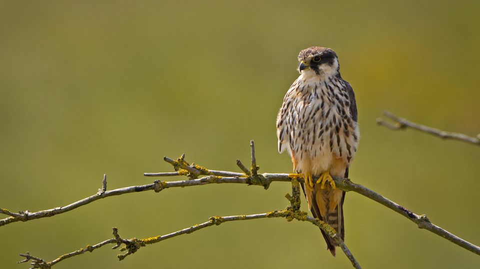 Baumfalke (Falco subbuteo)