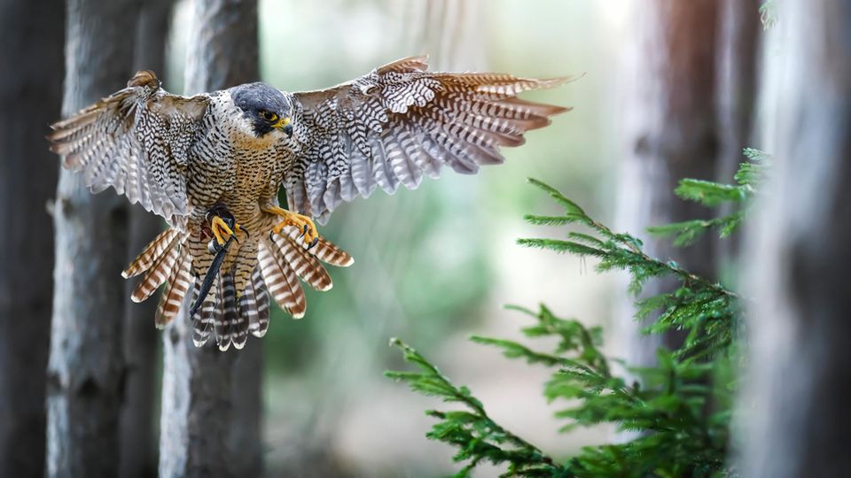 Wanderfalke im Flug bei der Jagd im Wald