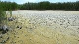 Ausgetrockneter Teil des Neusiedler Sees bei Illmitz in Österreich