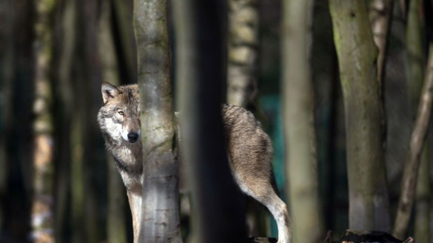 Wolf