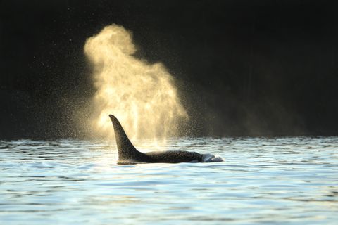 Orcas sind soziale Tiere, für die die Trennung von der eigenen Gruppe Stress bedeutet (Symbolbild)