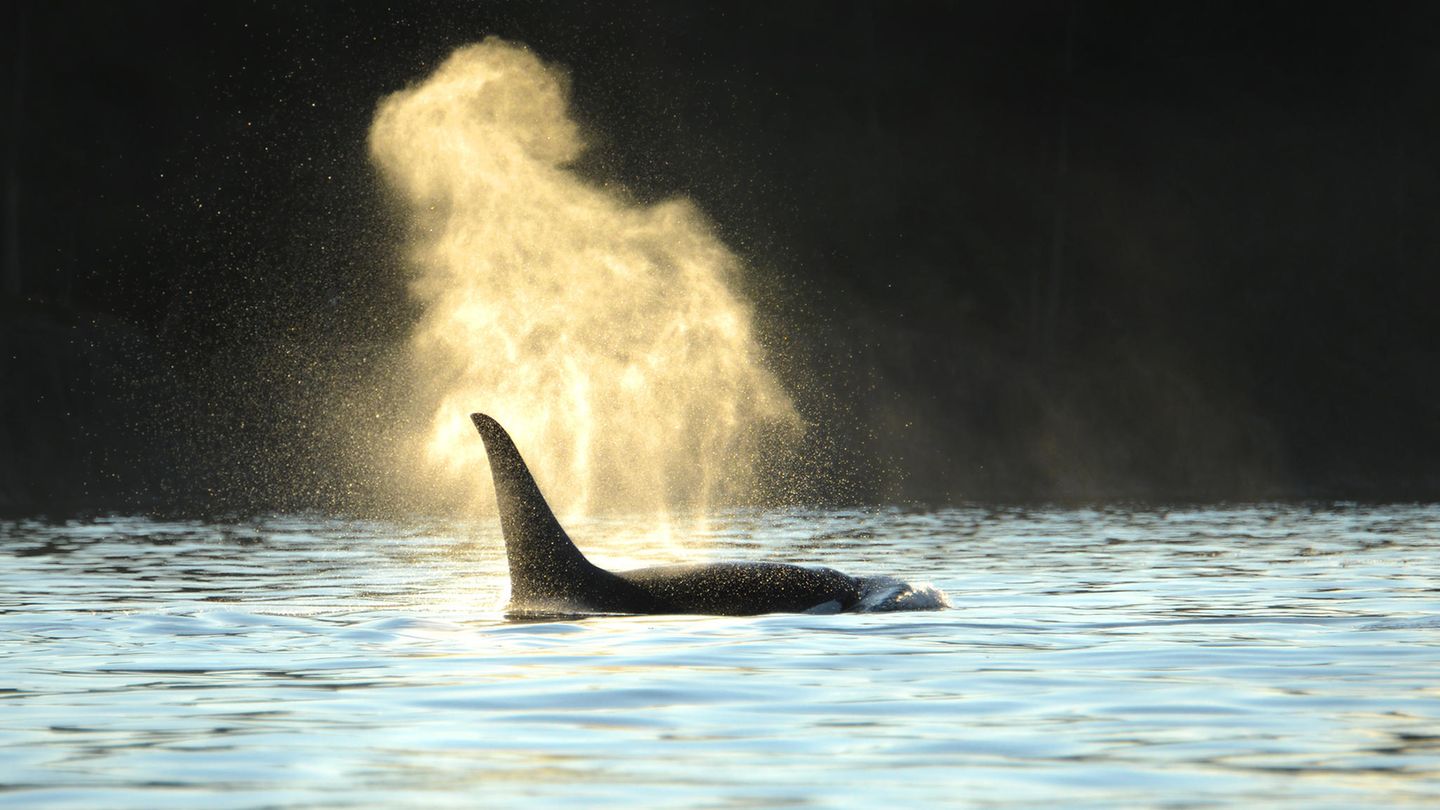 Orcas sind soziale Tiere, für die die Trennung von der eigenen Gruppe Stress bedeutet (Symbolbild)