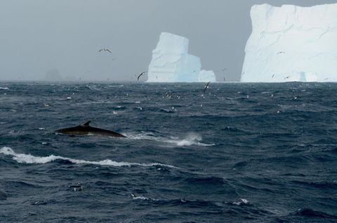 Ein Finnwal vor einem Eisberg in der Nähe der Elephant Island