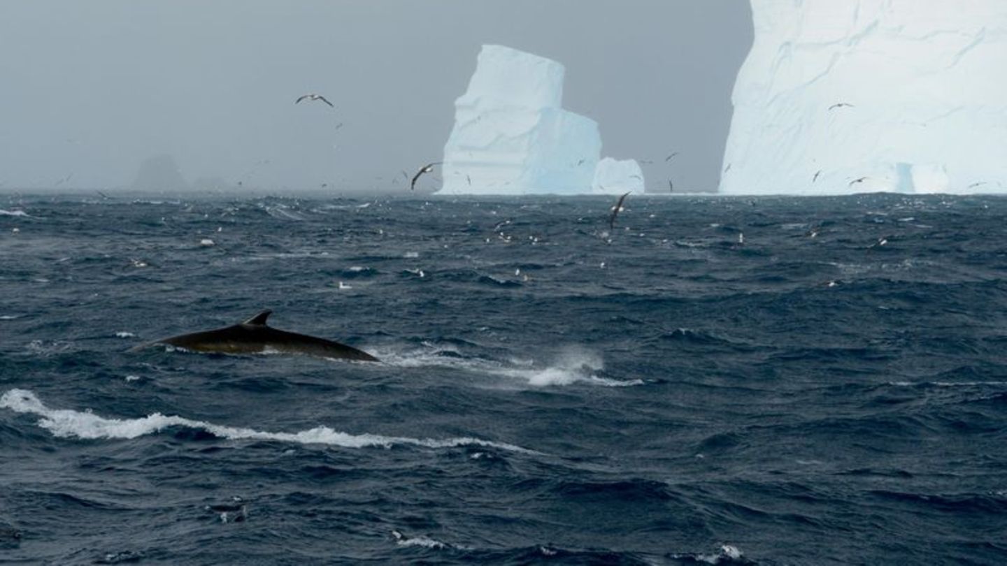 Ein Finnwal vor einem Eisberg in der Nähe der Elephant Island