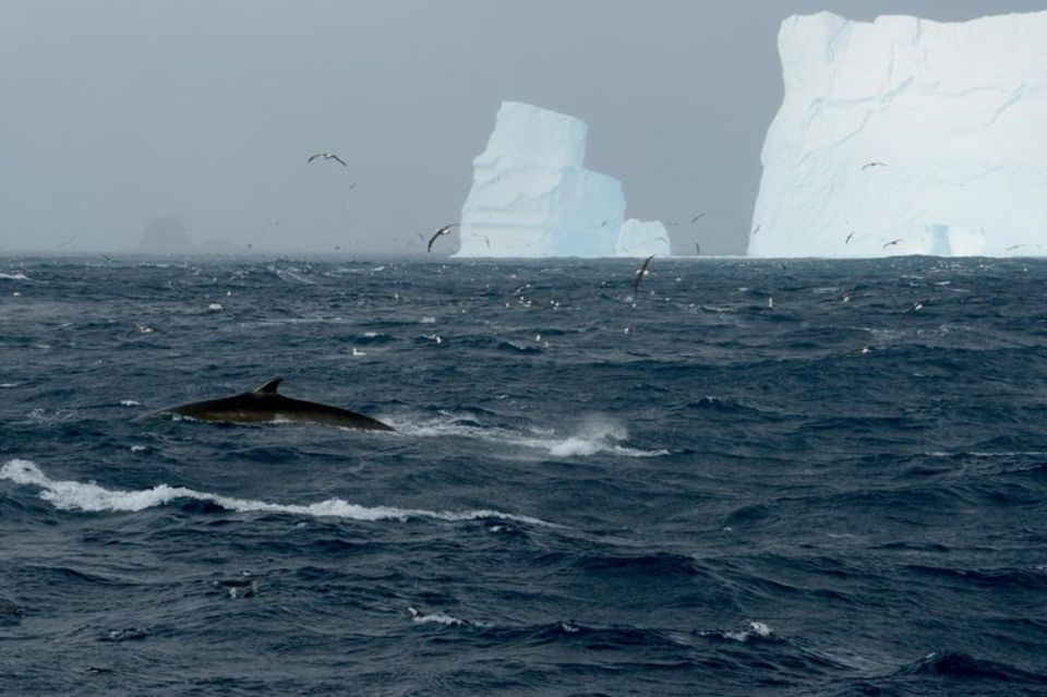 Ein Finnwal vor einem Eisberg in der Nähe der Elephant Island