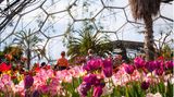 Tulpen in einem kugelförmigen Gewächshaus