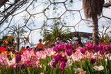 Tulpen in einem kugelförmigen Gewächshaus