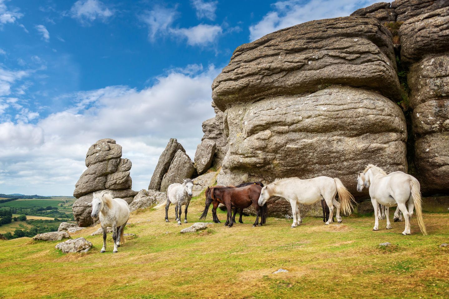 Mehrere Ponys vor einem Felsen