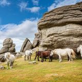 Mehrere Ponys vor einem Felsen