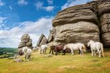 Mehrere Ponys vor einem Felsen