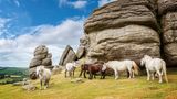 Mehrere Ponys vor einem Felsen