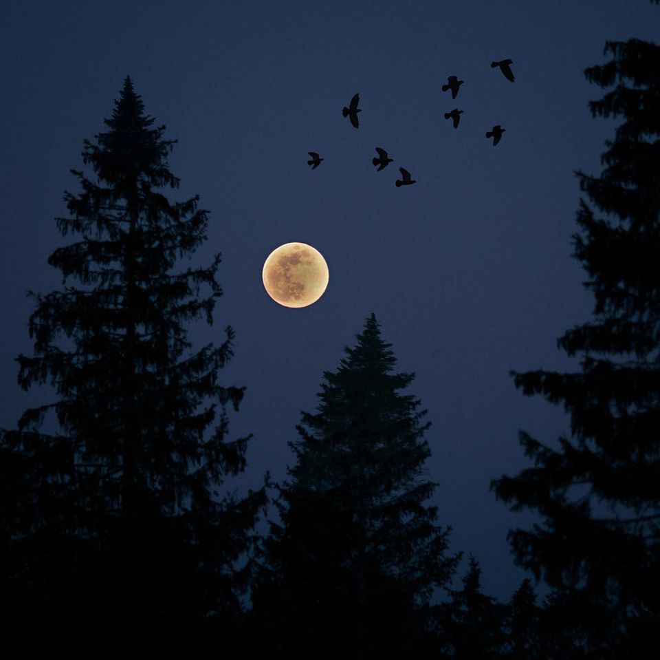 Ein Vollmond am Nachthimmel umgeben von Bäumen