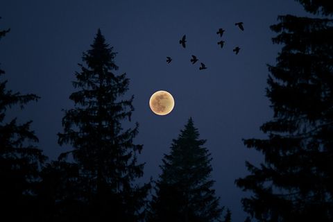 Ein Vollmond am Nachthimmel umgeben von Bäumen