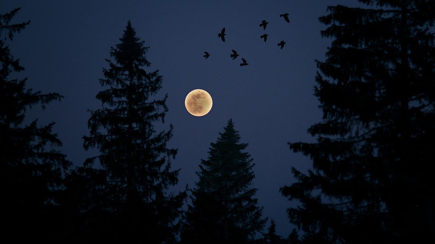 Ein Vollmond am Nachthimmel umgeben von Bäumen