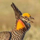 Das Porträt eines scheinbar konzentrierten Präriehuhns beeindruckte die Jury. Amiel Hopkins wird in der Kategorie "Youth" lobend erwähnt