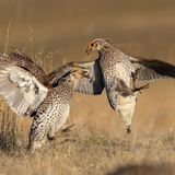 Zwei männliche Schweifhühner im Kampf hielt Liron Gertsman fest und erhält dafür eine lobende Erwähnung in der Kategorie "Professional"