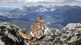 Das Weißschwanz-Schneehuhn vor der imposanten Bergkulisse erinnert etwas an den "Wanderer über dem Nebelmeer", eine Malerei von Caspar David Friedrich. Mit diesem Sehnsuchtsbild gewinnt Liron Gertsman den ersten Preis in der Kategorie "Professional"