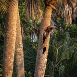 Neugierig lugt eine Herbstpfeifgans in einen abgebrochenen Baumstamm. Jayden Preussner siegt mit diesem Foto in der Kategorie "Youth"
