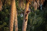 Neugierig lugt eine Herbstpfeifgans in einen abgebrochenen Baumstamm. Jayden Preussner siegt mit diesem Foto in der Kategorie "Youth"
