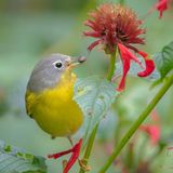 Den ersten Preis in der Kategorie "Plants For Birds" fährt Shirley Donald für ihre Aufnahme eines Rubinfleck-Waldsängers mit einer Schnecke im Schnabel ein.