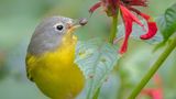 Den ersten Preis in der Kategorie "Plants For Birds" fährt Shirley Donald für ihre Aufnahme eines Rubinfleck-Waldsängers mit einer Schnecke im Schnabel ein.