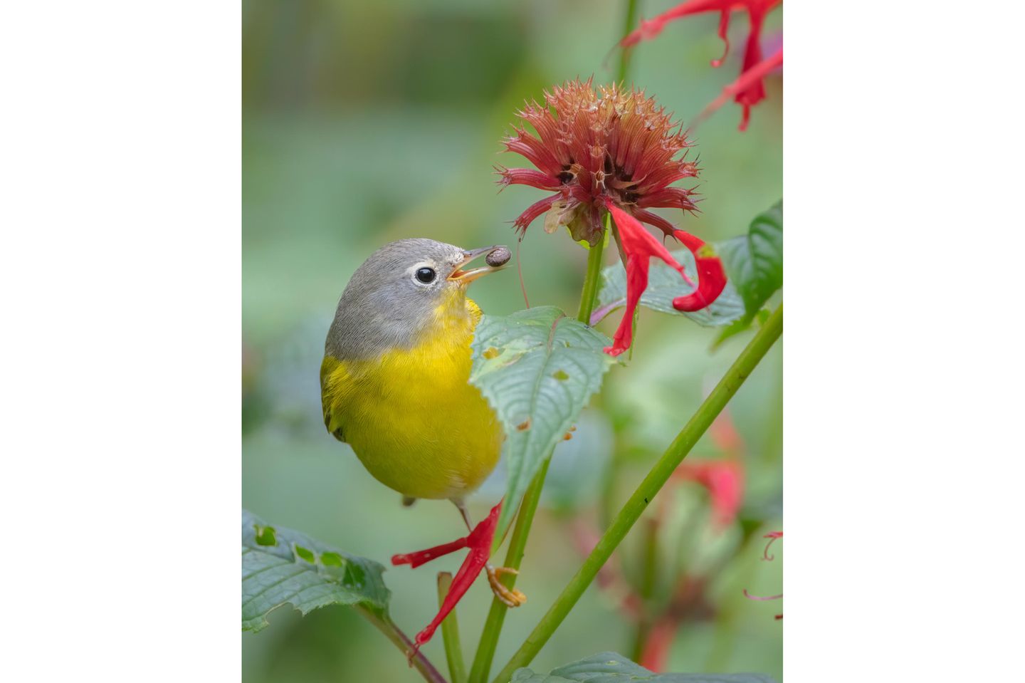 Den ersten Preis in der Kategorie "Plants For Birds" fährt Shirley Donald für ihre Aufnahme eines Rubinfleck-Waldsängers mit einer Schnecke im Schnabel ein.
