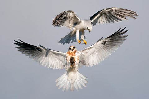 Engelsgleich scheint der Weißschwanzaar mit ausgebreiteten Flügeln in der Luft zu stehen, wäre da nicht die Beute in seinen Krallen: eine Wühlmaus. Über ihm schwebt ein weiterer Raubvogel. Der Fotograf Jack Zhi wird mit dieser Aufnahme Audubon Photographer of the Year.