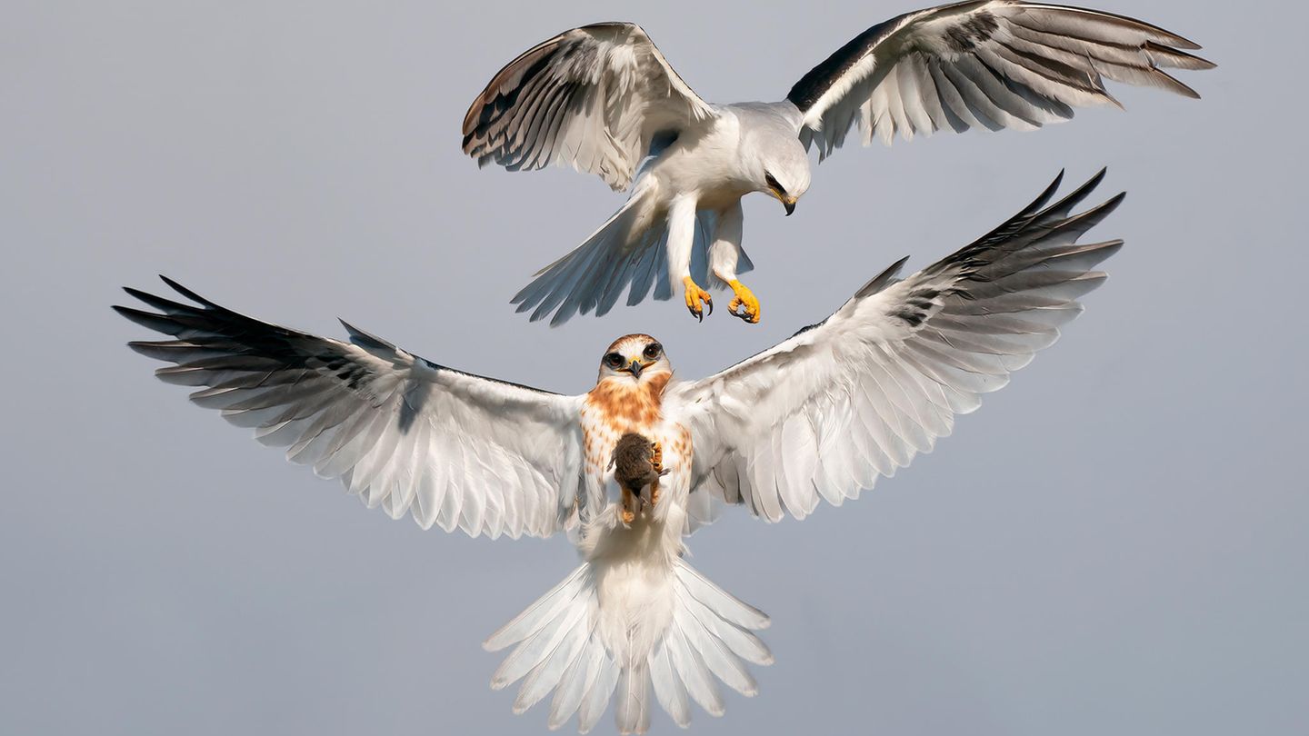 Audubon Photographer of the Year Engelsgleich scheint der Weißschwanzaar mit ausgebreiteten Flügeln in der Luft zu stehen, wäre da nicht die Beute in seinen Krallen: eine Wühlmaus. Über ihm schwebt ein weiterer Raubvogel. Der Fotograf Jack Zhi wird mit dieser Aufnahme Audubon Photographer of the Year.