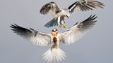 Engelsgleich scheint der Weißschwanzaar mit ausgebreiteten Flügeln in der Luft zu stehen, wäre da nicht die Beute in seinen Krallen: eine Wühlmaus. Über ihm schwebt ein weiterer Raubvogel. Der Fotograf Jack Zhi wird mit dieser Aufnahme Audubon Photographer of the Year.