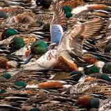 Löffelenten. So weit das Auge reicht. Im Mittelpunkt fixiert Steve Jessmore mit seiner Kamera ein männliches Exemplar mit empor gestreckten Flügeln. Für diese wunderbare Komposition erhält der Fotograf den ersten Preis in der Kategorie "Fisher Prize".