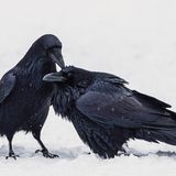 Eine lobende Erwähnung in der Kategorie "Amateur" geht an Ankur Khurana. Er fotografierte die liebevolle Putz-Szene zweier Kolkraben.