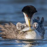 Rot leuchten die Augen der Renntaucher-Mutter, während die Küken vom ihrem Rücken aus um den Fisch rangeln. Mit dieser Aufnahme gewinnt Peter Shen in der Kategorie "Amateur".