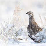 In der Kategorie "Female Bird" gewinnt Alan Krakauer mit der Aufnahme eines weiblichen Beifußhuhns im Morgenlicht.