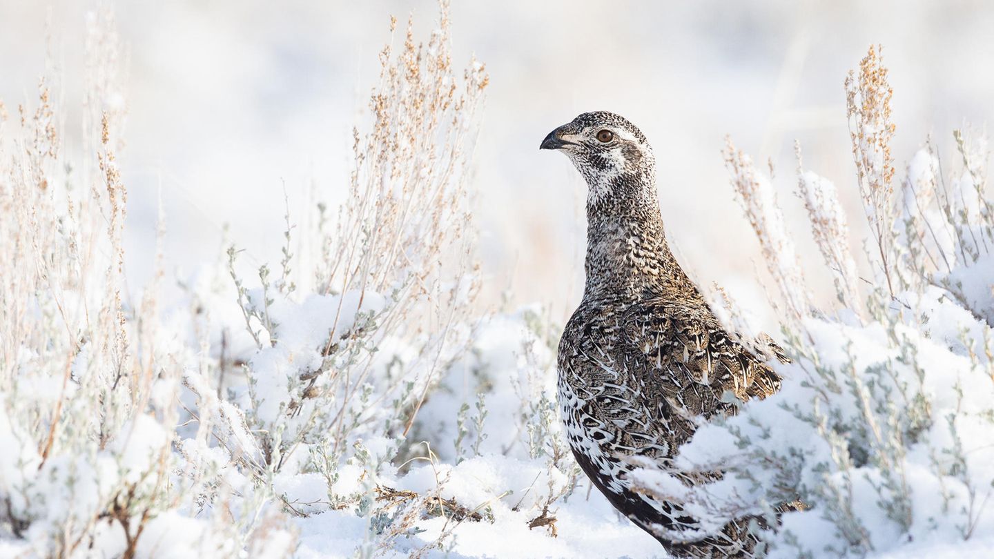In der Kategorie "Female Bird" gewinnt Alan Krakauer mit der Aufnahme eines weiblichen Beifußhuhns im Morgenlicht.