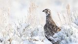 In der Kategorie "Female Bird" gewinnt Alan Krakauer mit der Aufnahme eines weiblichen Beifußhuhns im Morgenlicht.