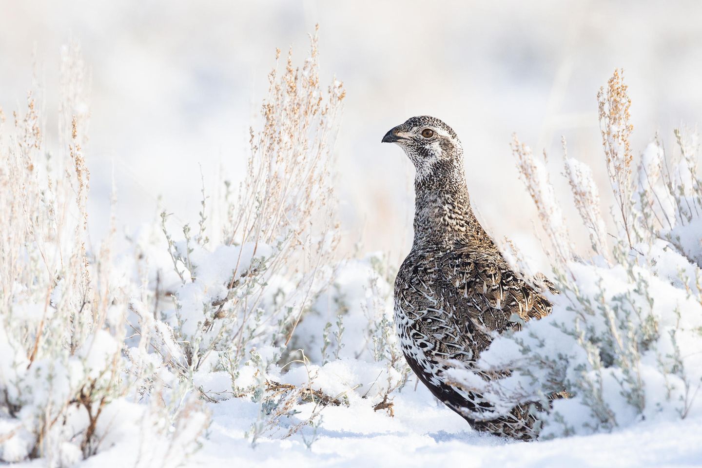In der Kategorie "Female Bird" gewinnt Alan Krakauer mit der Aufnahme eines weiblichen Beifußhuhns im Morgenlicht.