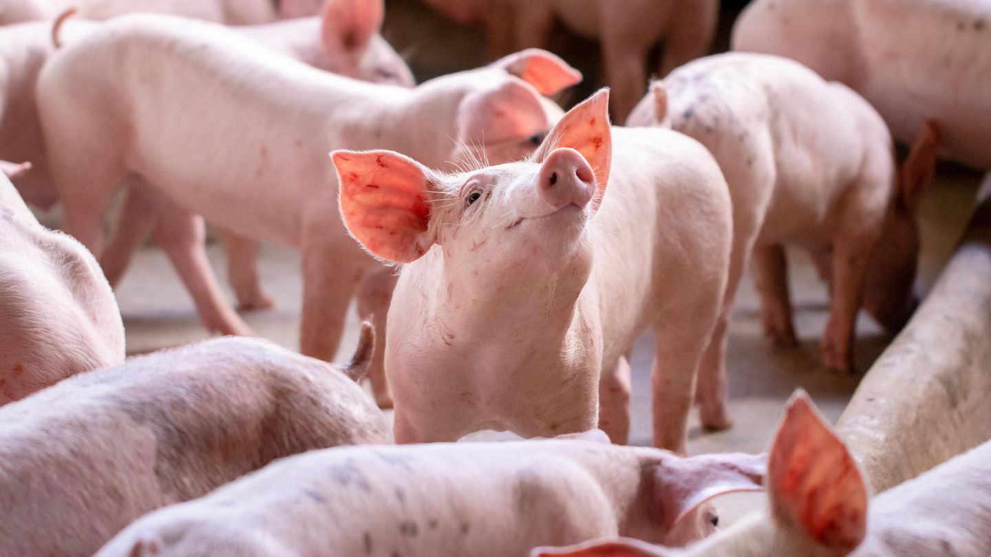 In ihrer Pilotstudie suchten die Forschenden im Fleisch von Schweinen und Kühen nach Kunststoff-Teilchen, die 700 Nanometer (= 0,0007 Millimeter) oder größer waren