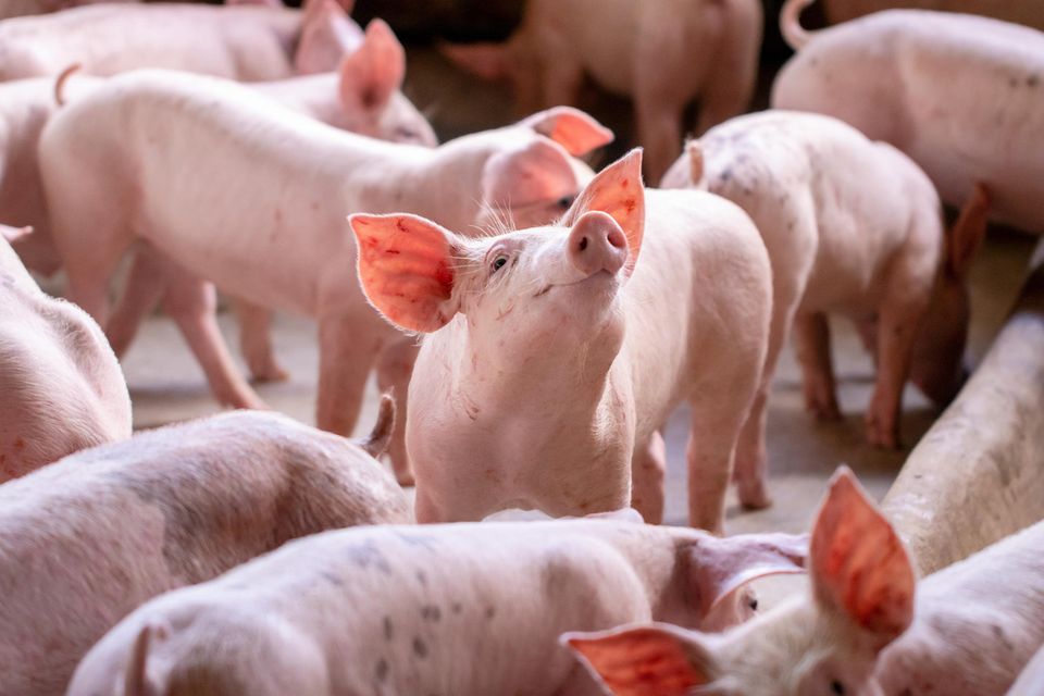 In ihrer Pilotstudie suchten die Forschenden im Fleisch von Schweinen und Kühen nach Kunststoff-Teilchen, die 700 Nanometer (= 0,0007 Millimeter) oder größer waren