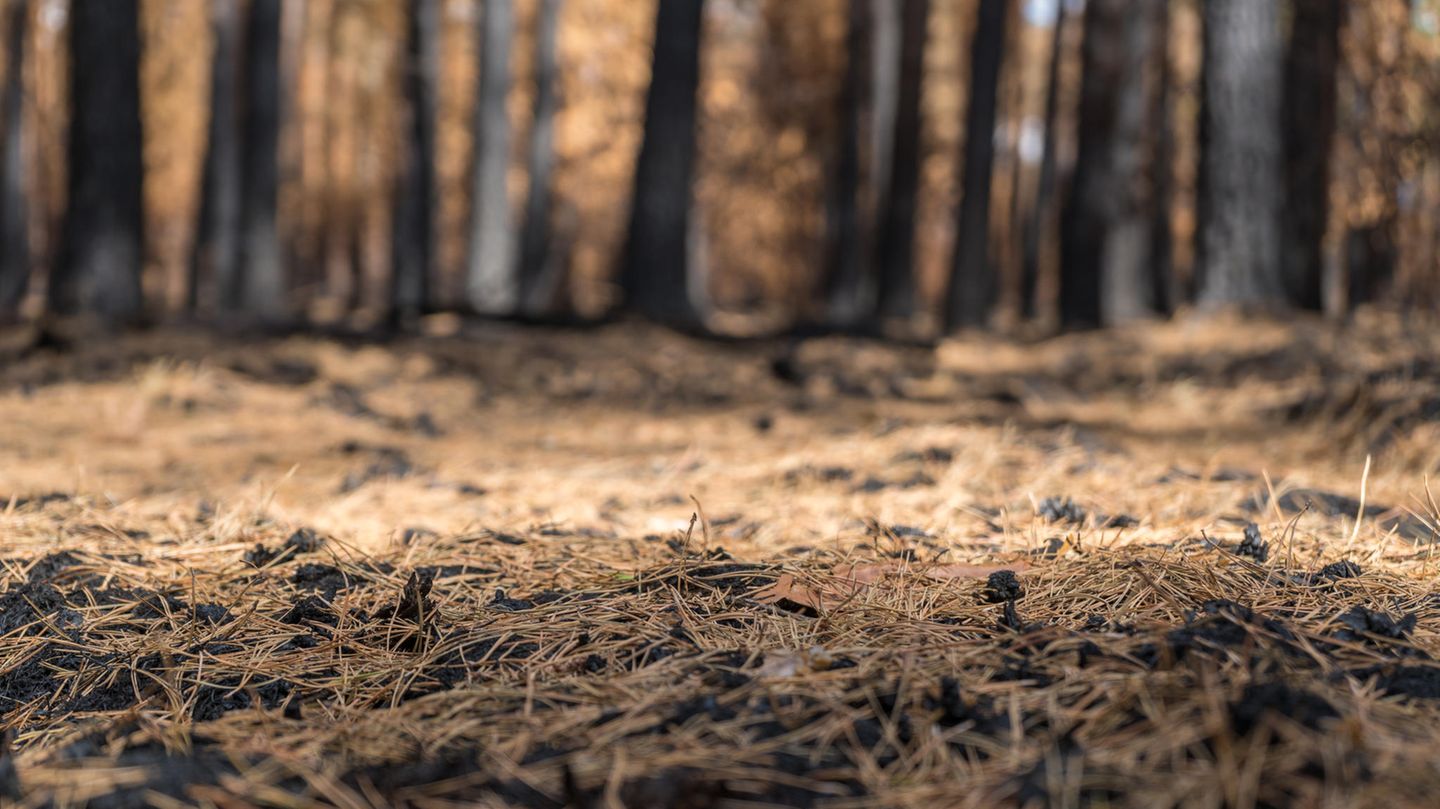 Der Wald nach dem Feuer in Fichtenwalde, Brandenburg