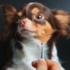 Zeckenschutz beim Hund ist wichtig: Im Vordergrund eine Zeckenzange mit Zecke, im Hintergrund ein kleiner Hund mit langem Fell.