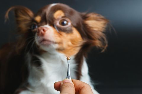 Zeckenschutz beim Hund ist wichtig: Im Vordergrund eine Zeckenzange mit Zecke, im Hintergrund ein kleiner Hund mit langem Fell.
