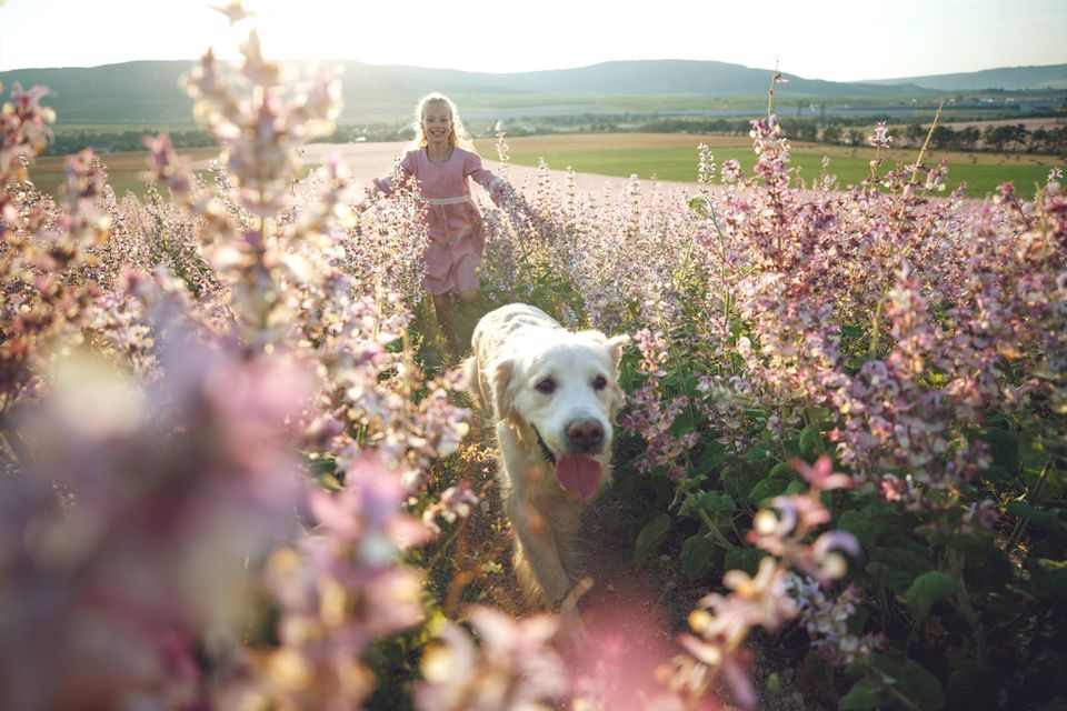 Zeckenschutz ist für jeden Hund wichtig: Ein Golden Retriever und ein kleines Mädchen laufen durch ein Blumenfeld.